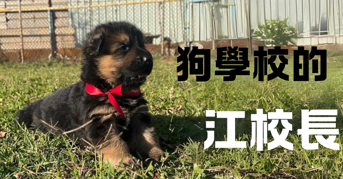 | 狗學校的江校長